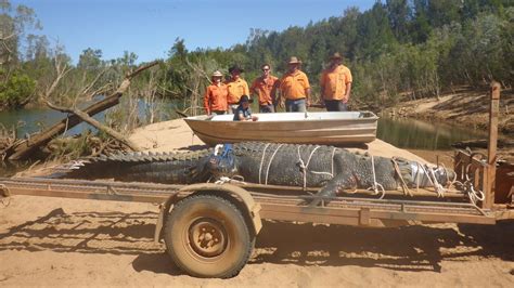 Australien Ranger Fangen Kilo Schweres Riesenkrokodil Der Spiegel