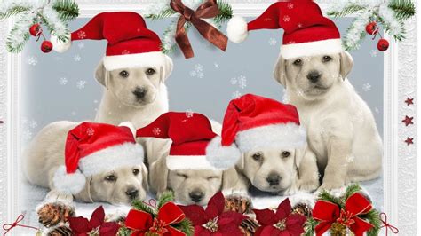 Christmas Puppy Desktop Wallpapers On Wallpaperdog