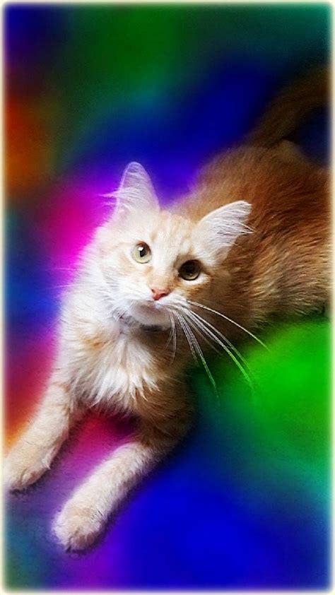 Download Rainbow Kitten Wallpaper By 1artfulangel E2 Free On Zedge