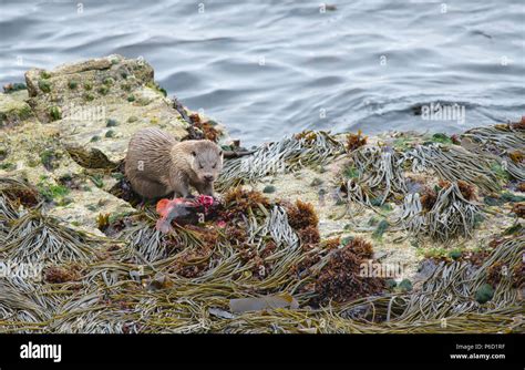 Eurasian Or European Otter Lutra Lutra On The Coast Of Yell Shetland
