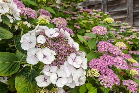 Lacecap Hydrangea Grow Care Pruning And Maintenance Tips Growingvale