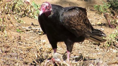 Turkey Vulture Eating