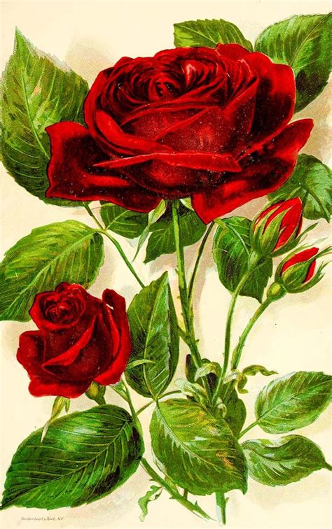 Jacqueminot Botanical Rose Print Free To Download Botanical