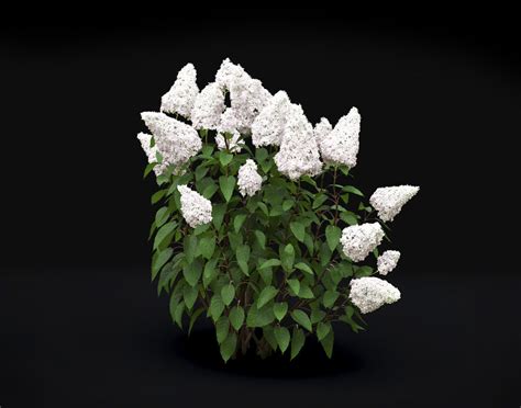 hydrangea paniculata bush 02 3d model cgtrader