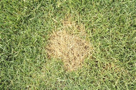 Common Grass Diseases Tips For Controlling Lawn Problems