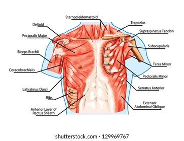 Start studying chest muscles anatomy. Chest Anatomy Diagram - Cheat Dumper