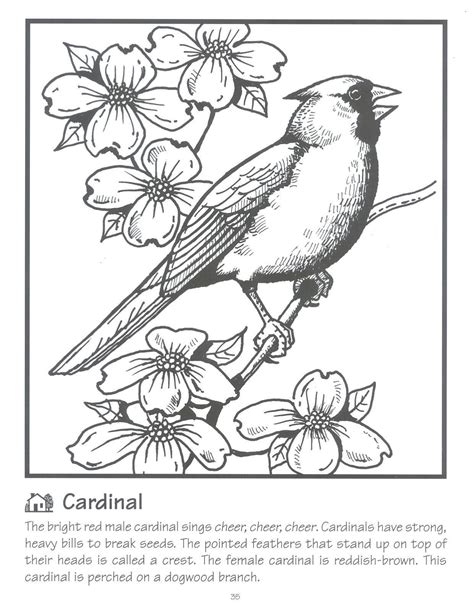 Apr 11 2014 cardinal coloring page for kids and adults from birds coloring pages cardinal coloring pages. Coloring Pages Red Bird New Image Result for Red Cardinal ...