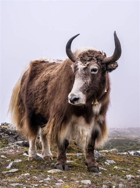 Zip Face Musk Ox Amazing Science Facts All About Animals Inner