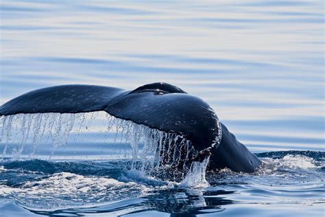 72 Majestic Whale Photos To Celebrate World Whale Day In 2020 Whale