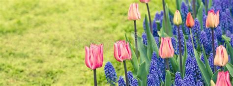 Pink Tulips And Muscari Hyacinth Field Stock Photo Image Of Bright