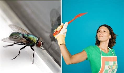 How To Get Rid Of Flies From The House 3 Key Tricks To Remove Pesky