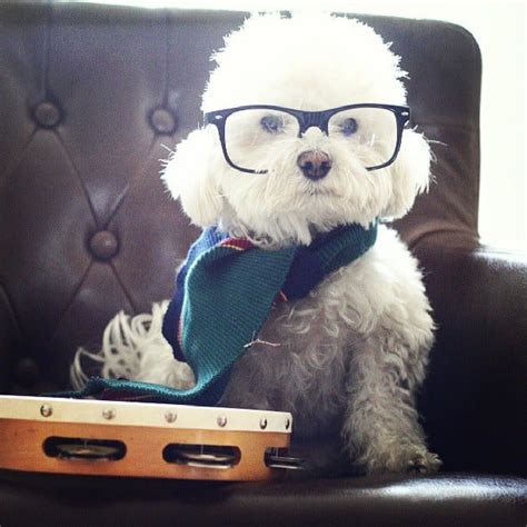 Fashion Friday Nickel The Hipster Dog Come Wag Along