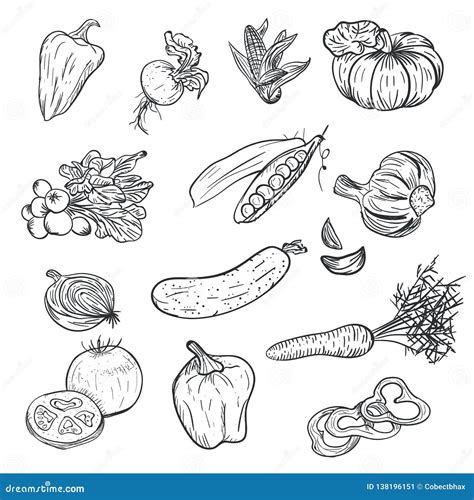 Hand Drawing Vegetables In Doodle Style Isolated On White Background