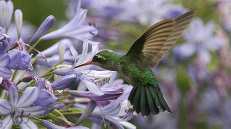 Best plants to attract hummingbirds and butterflies to your garden ! The Best Flowers To Attract Butterflies, Bees, and ...