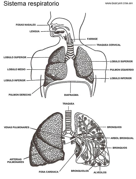 Componentes Del Sistema Respiratorio Cuela