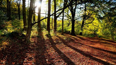 Autumn Forest Trees Road Landscape Wallpapers Hd Desktop And