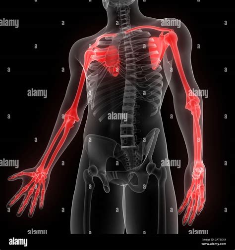 Upper Limbs Of Human Skeleton System Anatomy Stock Photo Alamy