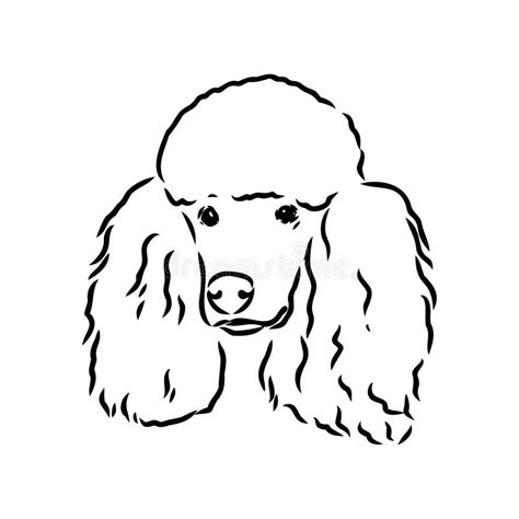 Sketch Of Poodle Dog Breed Stock Vector Illustration Of Funny