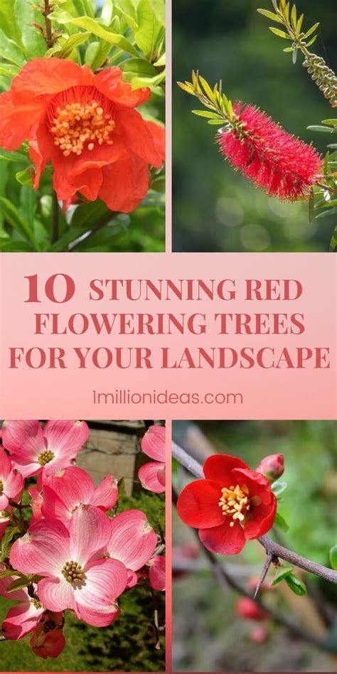 10 Stunning Red Flowering Trees For Your Landscape Flowering Trees