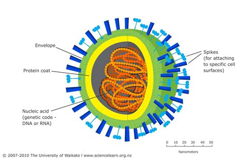 Virus — Science Learning Hub