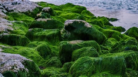 How Are Green Algae Different From Cyanobacteria Pediaacom