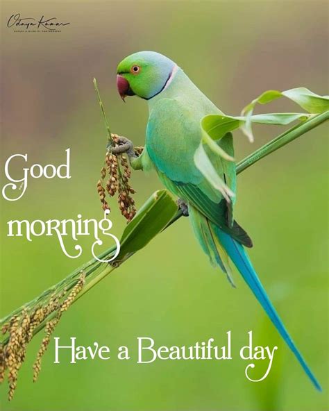 Top 999 Good Morning Birds Images Amazing Collection Good Morning