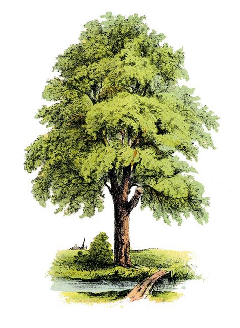 Antique Clip Art Image Lovely Green Tree The Graphics