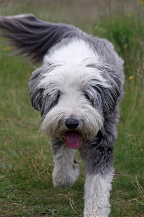 Bearded Collie Dog Free Stock Photo Public Domain Pictures