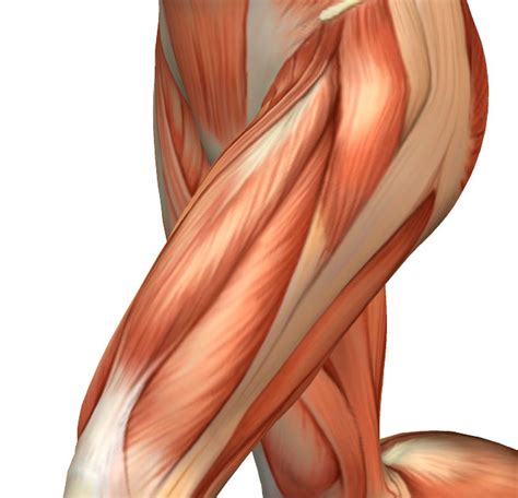Quadriceps Muscles Anatomy