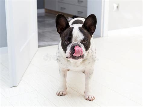 Adorable French Bulldog At Home Stock Photo Image Of Funny Doggy