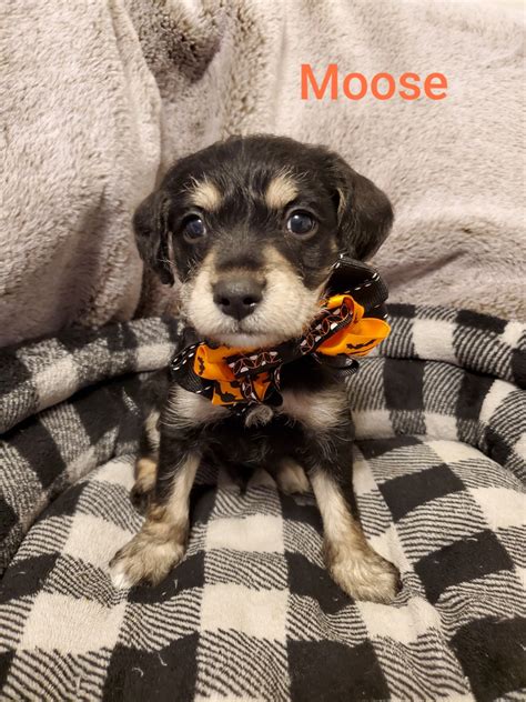 These playful puggle puppies are a designer mixed dog breed recognized by the achc. Miniature Schnauzer Puppies For Sale | Spokane, WA #308815