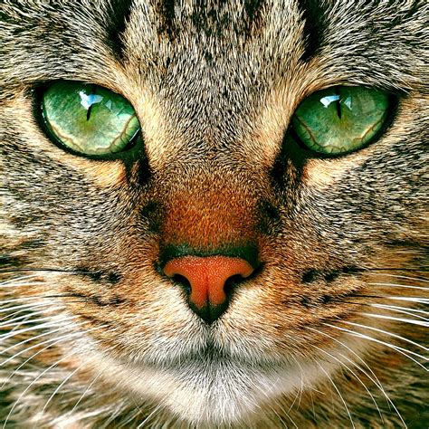 Tabby Cat Potrait With Green Eyes High Quality Animal Stock Photos