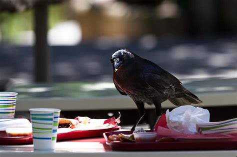 City Crows May Have High Cholesterol Because They Eat Fast Food New
