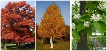 The Top 10 Fastest Growing Trees To Shade Your Home