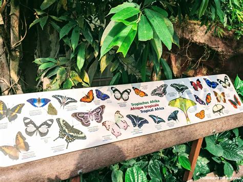 Papiliorama A Fascinating Look Into The World Of Butterflies And