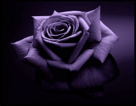 Purple Rose Beautiful Flower 1 Wallpaper And Picture Imagesize 77