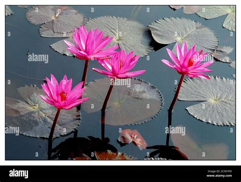 Water Lily Shapla The National Flower Of Bangladesh November 30