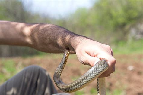 Snake Bite Pictures Images And Stock Photos Istock
