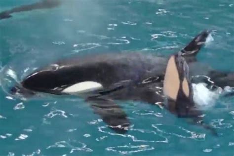 Incredible Moment Last Baby Orca Is Born At Seaworld Caught On Camera