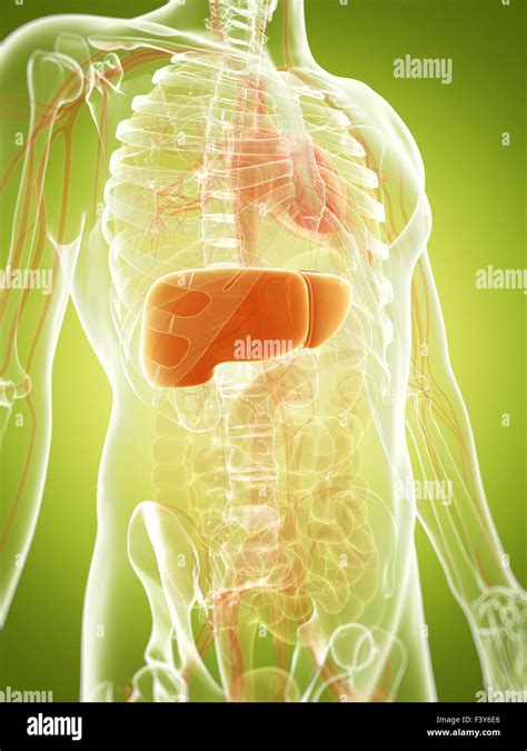 3d Rendered Illustration Of The Liver Stock Photo Alamy
