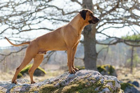 Rhodesian Ridgeback Pictures And Informations Dog