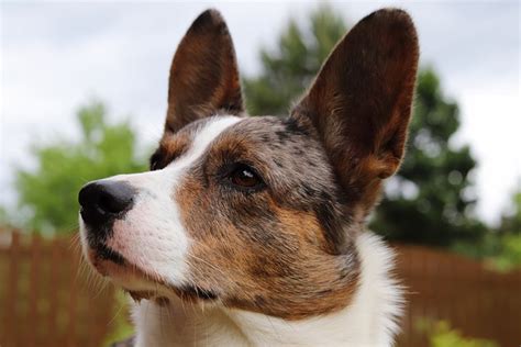 What Dog Breeds Have Naturally Pointed Ears