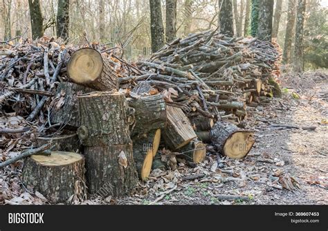 Stack Wood Forest Image And Photo Free Trial Bigstock