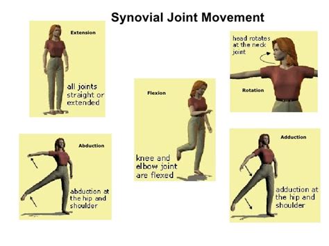 Human Skeletal System Movement And Locomotion