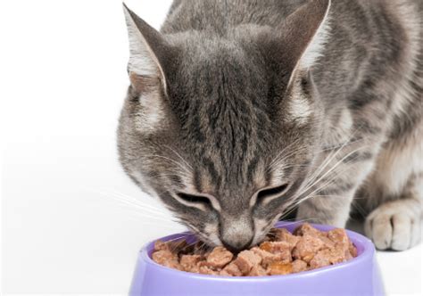 However, as the following video shows, some do seem to enjoy nuts as more than just a toy to bat. Happy Cat Home: What Do Cats Eat