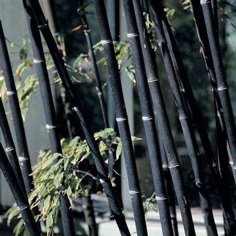 100pcs Garden Black Bamboo Seeds Courtyard Phyllostachys Nigra Plants