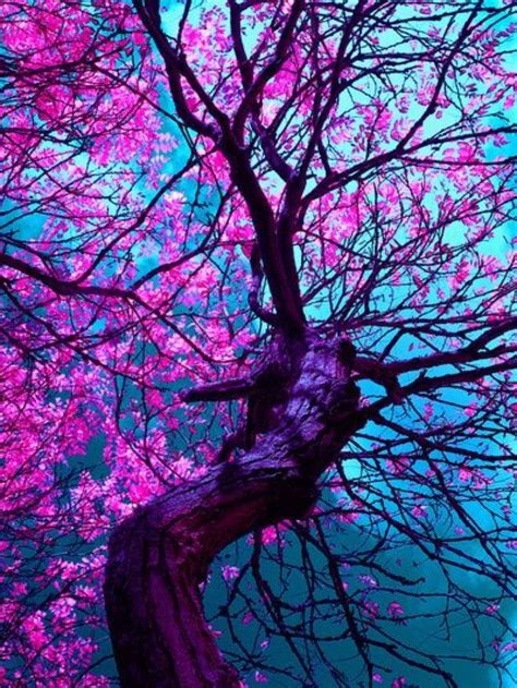 46 Best All Things Purple Images On Pinterest Landscapes