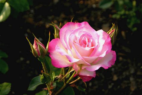 Eine Schöne Rose Foto And Bild Pflanzen Pilze And Flechten Blüten