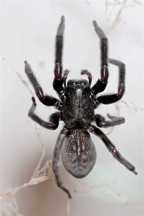 Latrodectus hesperus, the western black widow spider or western widow, is a venomous spider species found in western regions of north america. Black house spider - Wikipedia