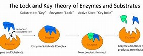 Image result for enzymes lock and key theory